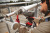 Резиновый чехол для Milwaukee M12 FUEL FID2 4932479977
