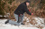 Аккумуляторный секатор Milwaukee M12 BLPRS-202 4933480115 Аккумуляторный секатор Milwaukee M12 BLPRS-202 4933480115